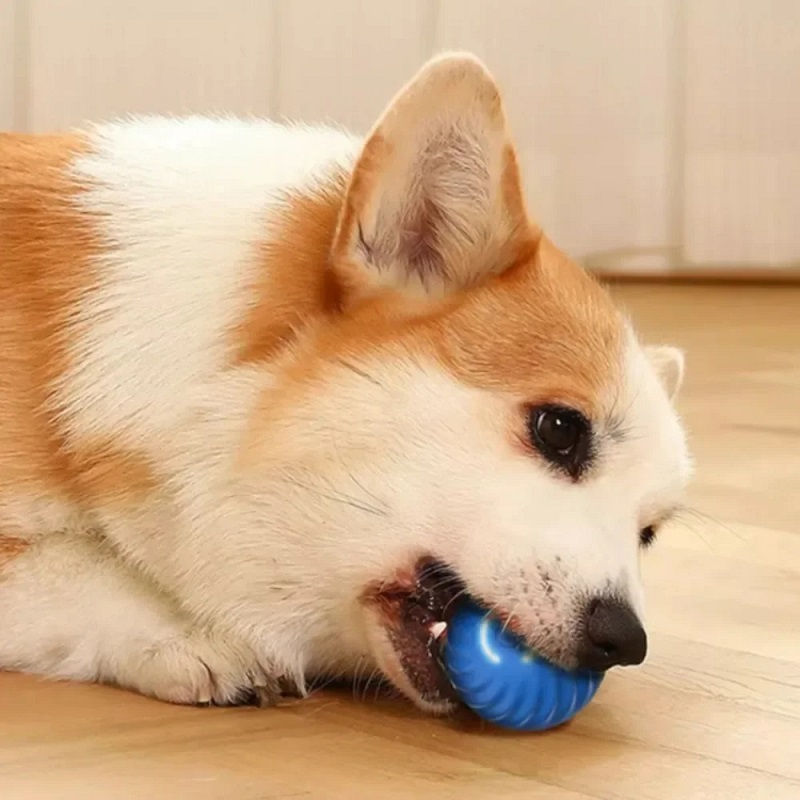 강아지 장난감 공 자동 움직이는 튕기는 롤링볼 USB  - Automatic Moving Dog Ball 리뷰 및 가격