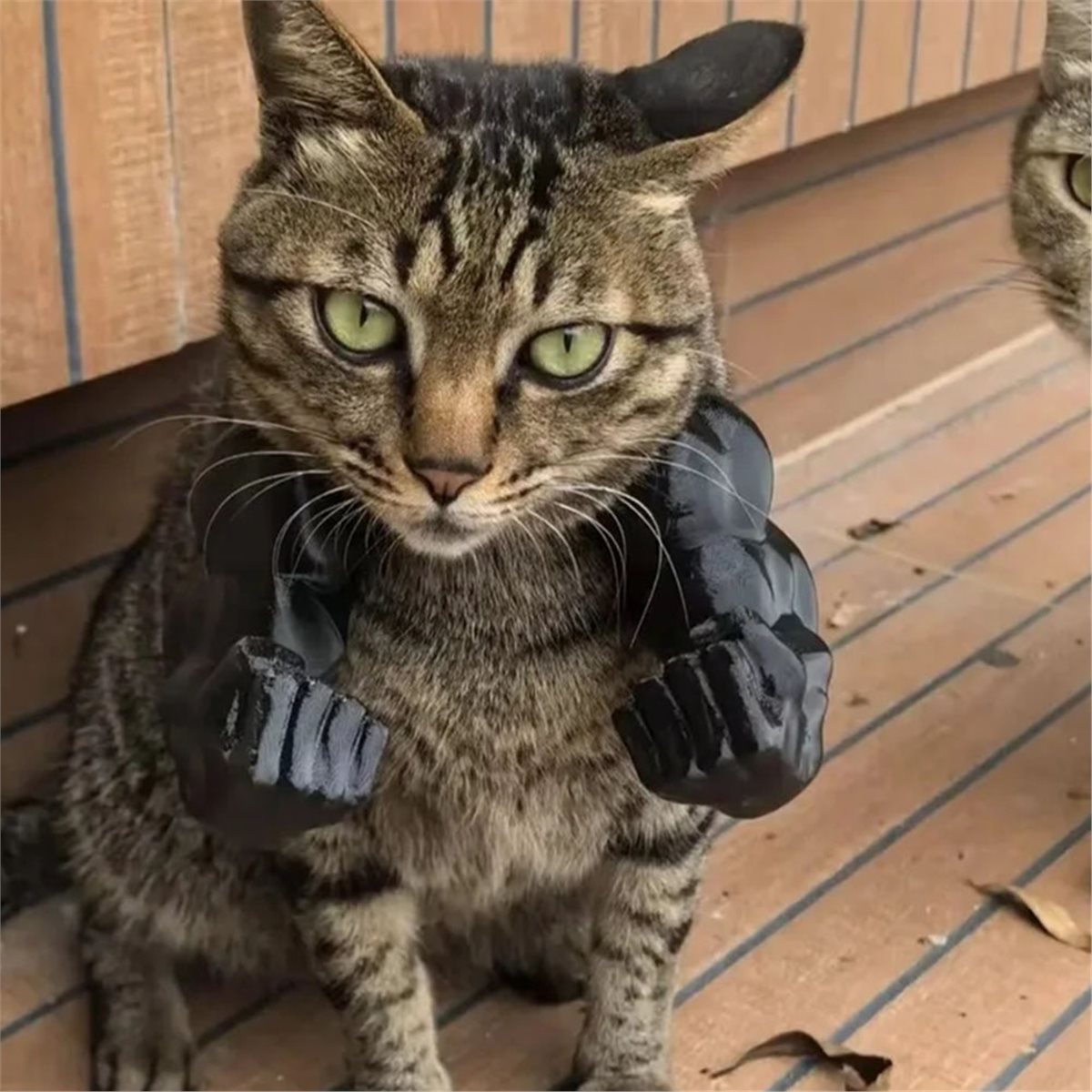 새로운 고양이 근육 팔 장식, 애완 고양이 주먹 모양  - Cat Toys 리뷰 및 가격