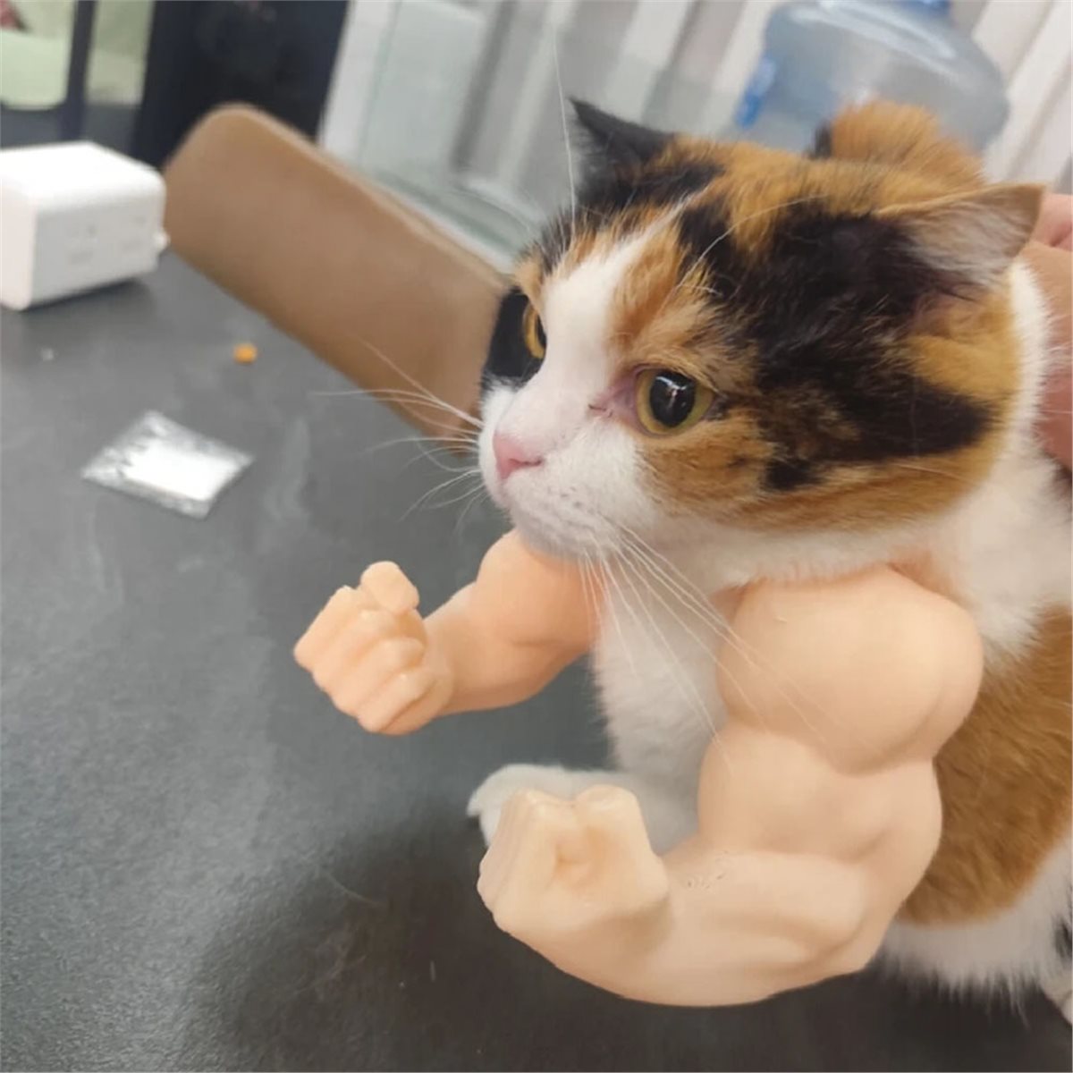 새로운 고양이 근육 팔 장식, 애완 고양이 주먹 모양  - Cat Toys 리뷰 및 가격